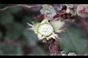 玉山懸鉤子-花苞2.jpg