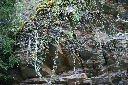 玉山懸鉤子02.jpg