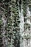 玉山懸鉤子04.jpg