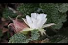玉山懸鉤子-花13.jpg