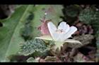 玉山懸鉤子-花18.jpg