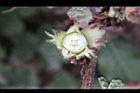 玉山懸鉤子-花苞1.jpg