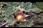 玉山懸鉤子-花萼正1.jpg