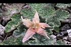 玉山懸鉤子-花萼背.jpg