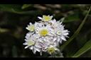 白花香青-花06.jpg