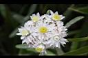 白花香青-花08.jpg