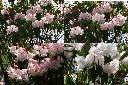 玉山杜鵑-花.jpg