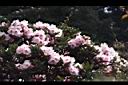 玉山杜鵑-花02.JPG