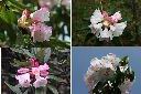 玉山杜鵑-花1.jpg