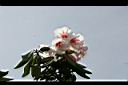 玉山杜鵑-花23.jpg