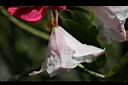玉山杜鵑-花51.jpg