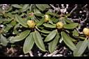 玉山杜鵑-花苞07.JPG