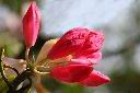 玉山杜鵑-花苞36.jpg