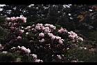 玉山杜鵑-花27.JPG