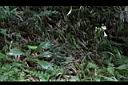 玉山櫻草00.JPG