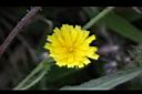 玉山毛蓮菜-花28.jpg