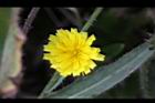 玉山毛蓮菜-花29.jpg