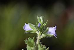 玉山水苦藚-花00.jpg
