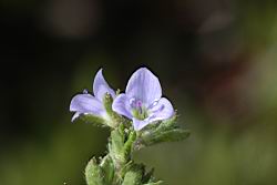 玉山水苦藚-花02.jpg