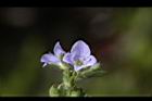 玉山水苦藚-花04.jpg