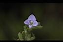 玉山水苦藚-花05.jpg