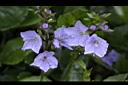 玉山水苦藚-花11.jpg