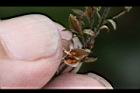 玉山水苦藚-種子00.JPG