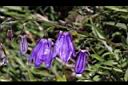 玉山沙參-花00.jpg