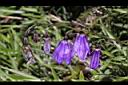 玉山沙參-花01.jpg