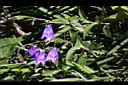 玉山沙參-花02.jpg