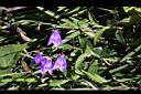 玉山沙參-花03.jpg