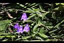 玉山沙參-花04.jpg