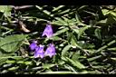 玉山沙參-花05.jpg