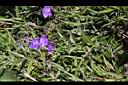 玉山沙參-花12.jpg