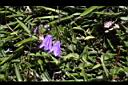 玉山沙參-花13.jpg