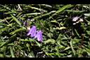 玉山沙參-花14.jpg