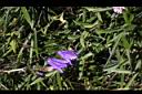玉山沙參-花15.jpg