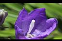 玉山沙參-花柱0.jpg