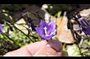 玉山沙參-花柱4.jpg