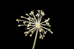 玉山當歸-花04.JPG
