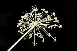 玉山當歸-花08.JPG