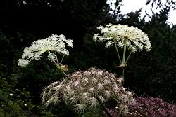 玉山當歸-花序01.JPG