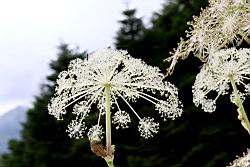 玉山當歸-花序03.JPG
