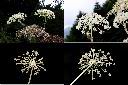 玉山當歸-花1.jpg