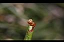 玉山石竹-種子0.jpg
