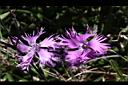 玉山石竹-花06.jpg