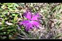 玉山石竹-花09.jpg
