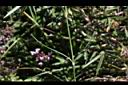 玉山石竹-葉01.jpg