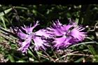 玉山石竹-花07.jpg
