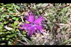 玉山石竹-花08.jpg